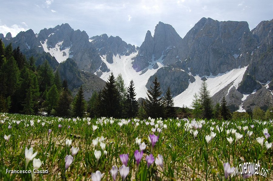 15 Crocus aperti e montagne.jpg